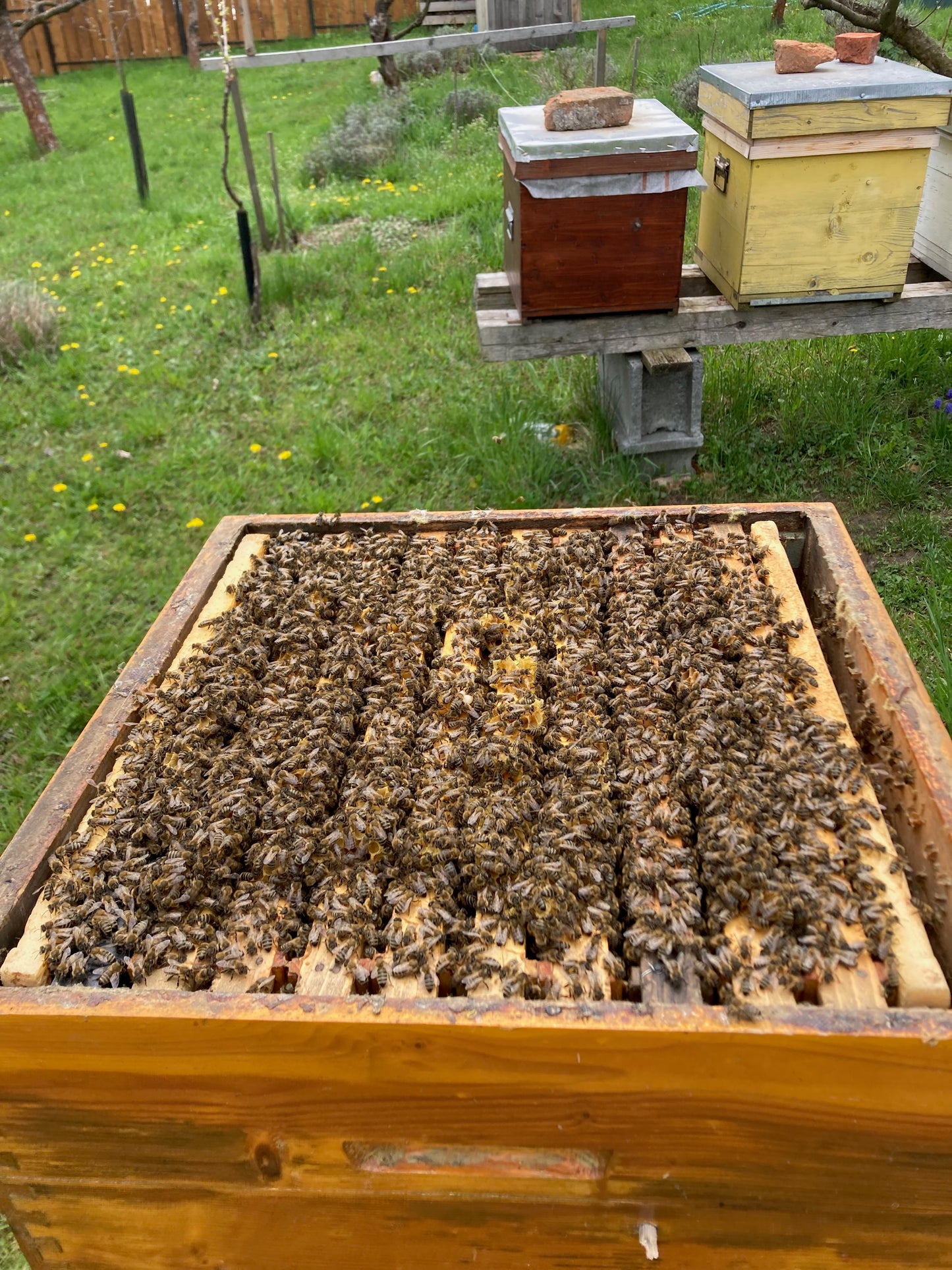 Hai la Hive!
