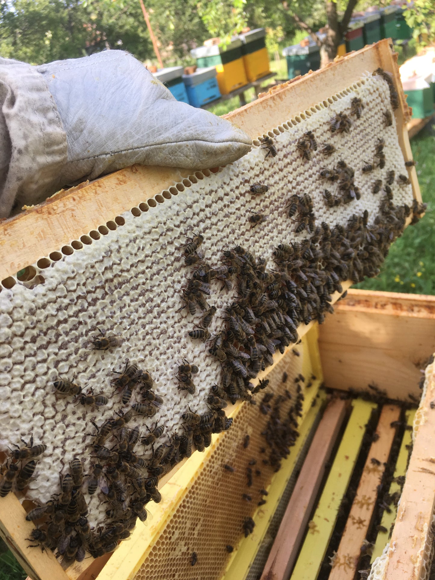 Hai la Hive!