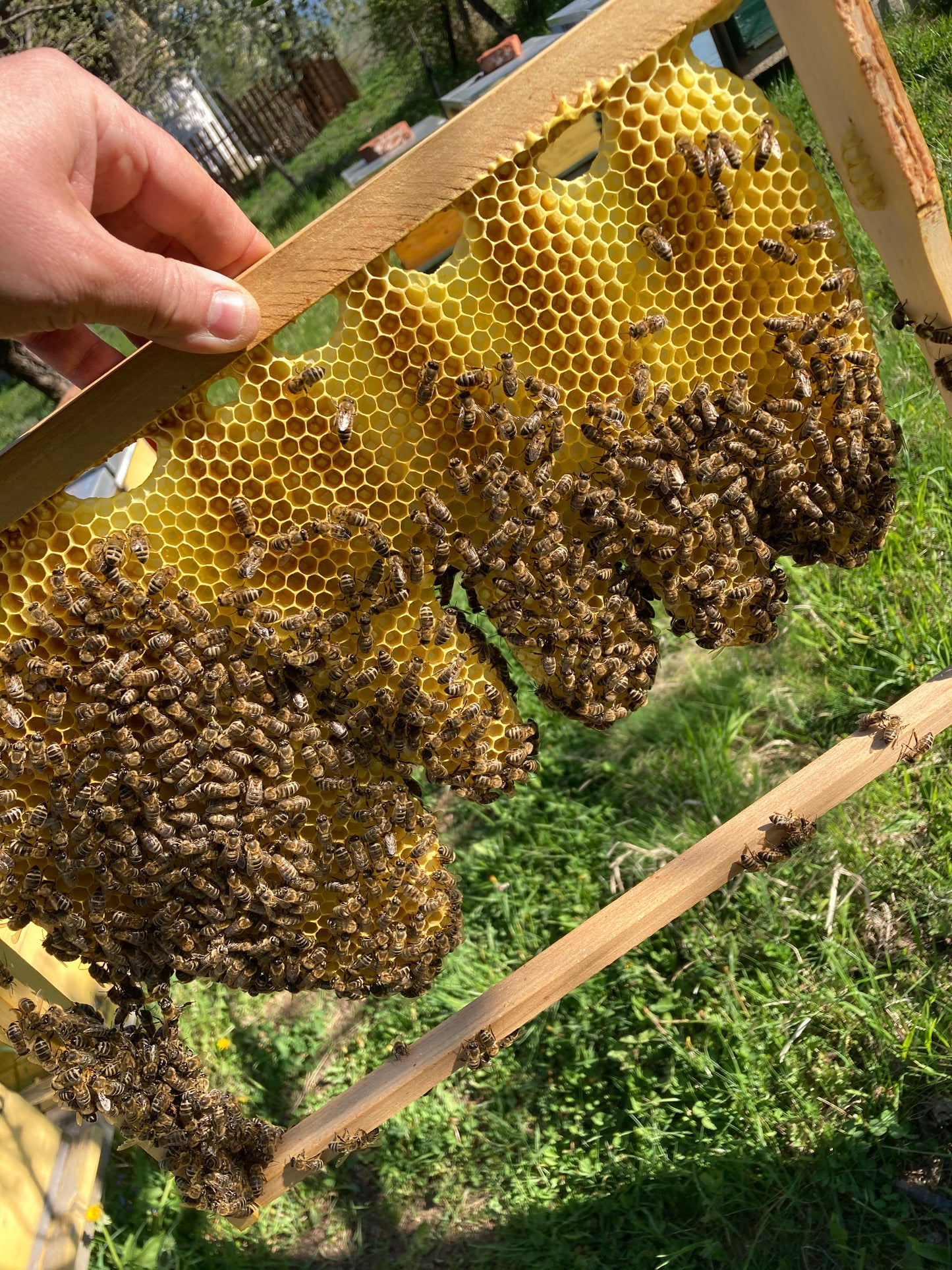 Hai la Hive!