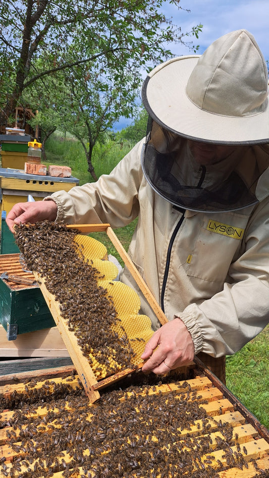 Hai la Hive!